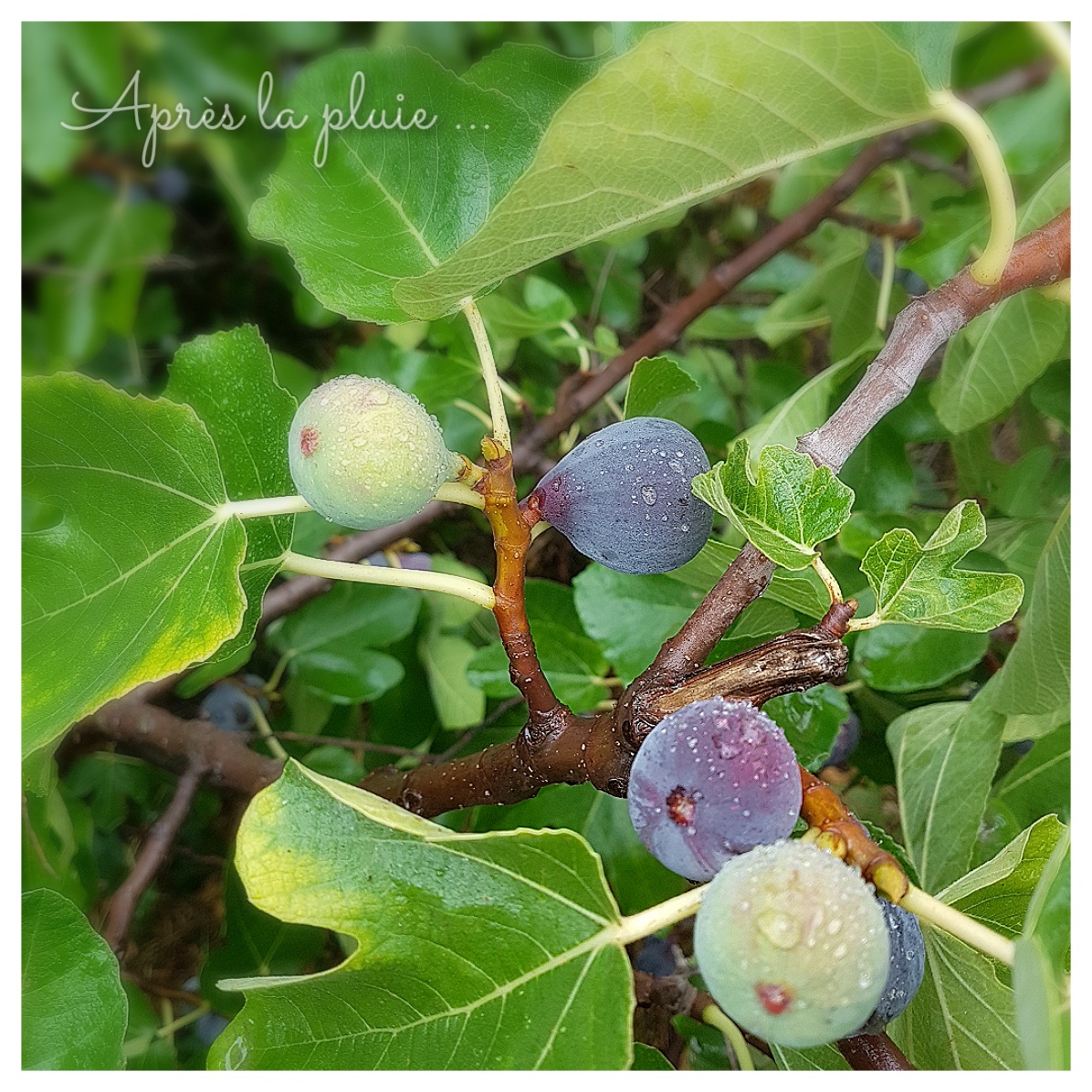 Saveurs d'Ici Cook Enjoy Confiture de Figues au Romarin (allégée en
