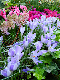 Crocus and cyclamen Allan Gardens Conservatory 2015 Spring Flower Show by garden muses-not another Toronto gardening blog 