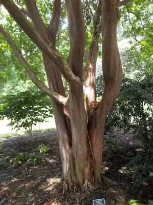 Guide And Practice: Crape Myrtles