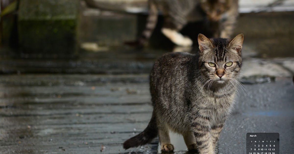 March Cat of the Month Wallpaper - The Feral Life