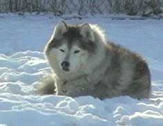 bandits heartworm treatment