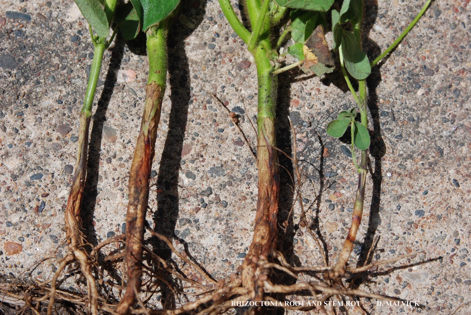 pythium root rot