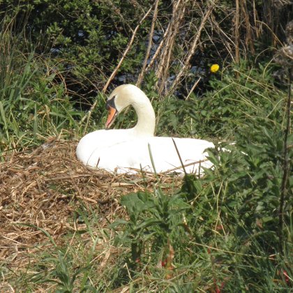 mute swan on nest