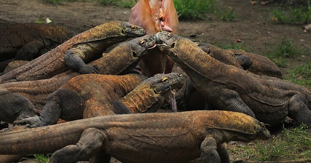 Cara Komodo Berkembang Biak Satwa Foresteract Com Cara Komodo Berkembang Biak Satwa Foresteract Com