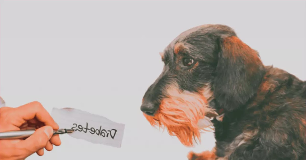 Kosteloze download Diabetes mellitus type 2 diabetes type 1 Insulineresistentie,