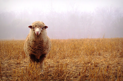 Animals Zoo Park: 10 Best Landscape photography Photos, Nature - Animals