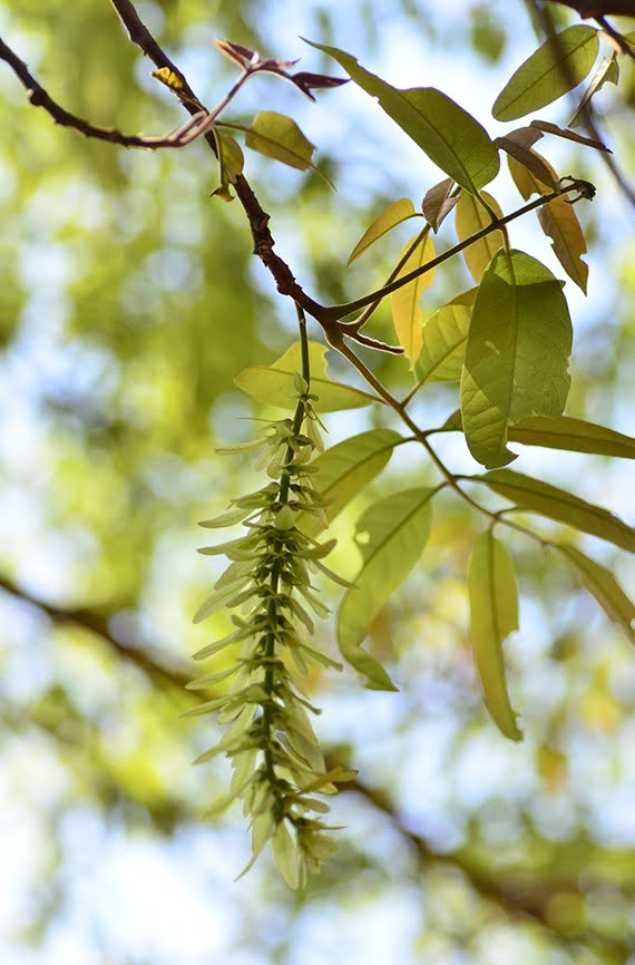 Pterocarya tonkinensis