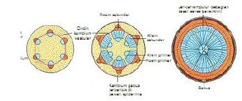 Lengkap - Soal Pertumbuhan dan Perkembangan Mapel Biologi Kelas 12 SMA