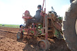 We will get Tempranillo wine in a few years. New planting vineyards / Tendremos vino tempranillo en unos años. Nueva plantación de viñedo