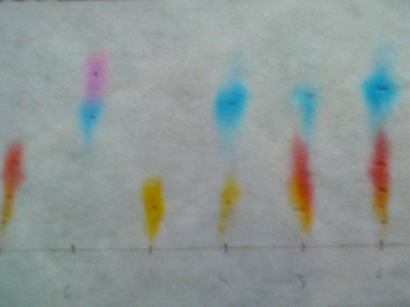 Cromatografia em papel