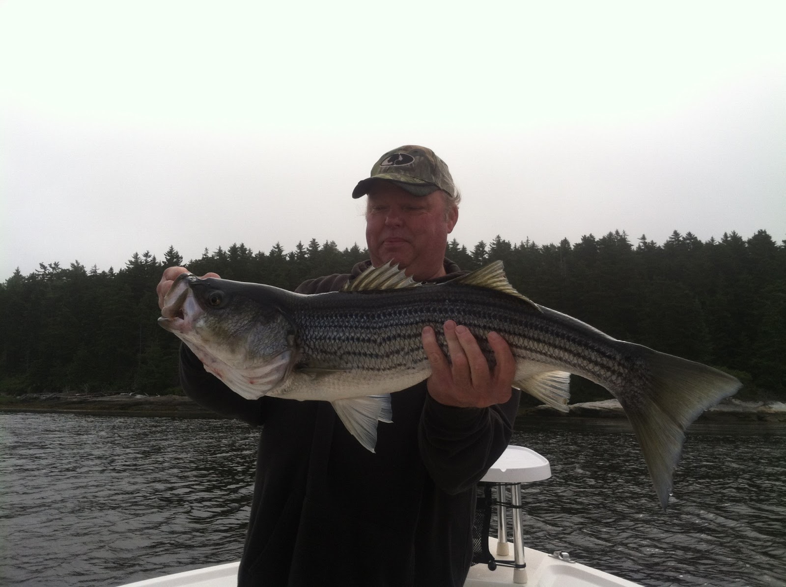 Maine Striper Fishing Charters & Reports Hotline 2076910745 Maine