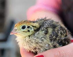 How to care for newly hatched baby quail How to care for newly hatched baby quail