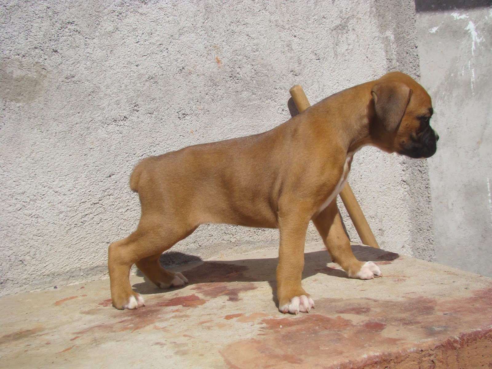 Canil Coisa Bella: BOXER´S DISPONÍVEIS