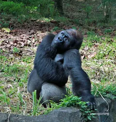 gorilla kebun binatang ragunan jakarta