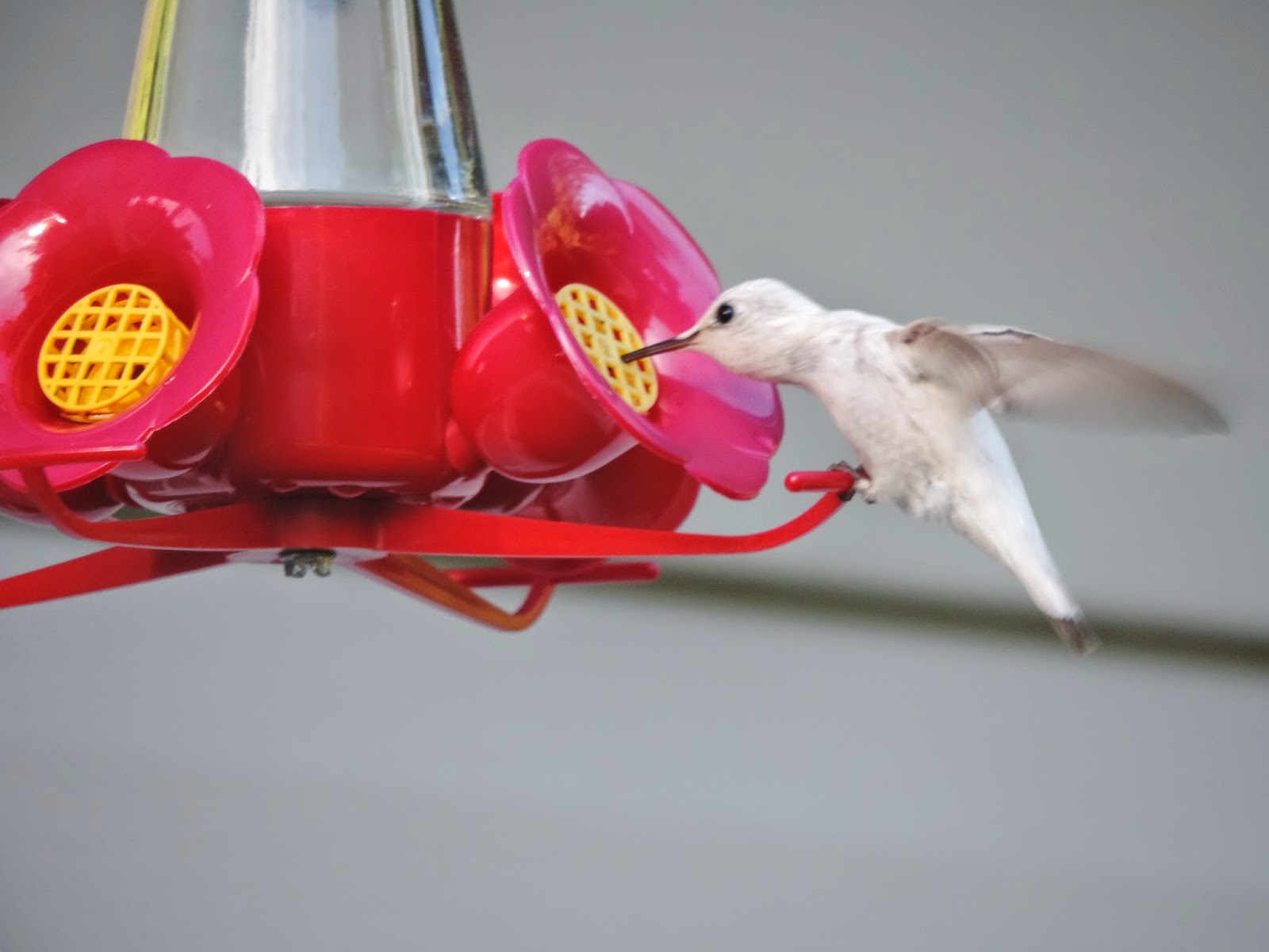 The Backyard Wildbird and Nature Store Nanaimo bird report, January 18