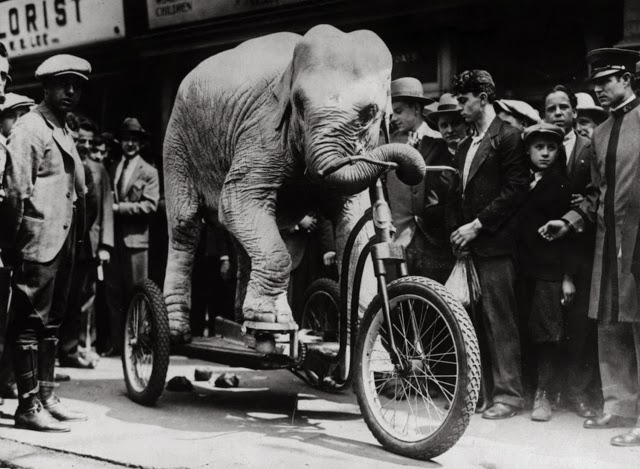 Vieilles photos d’animaux et de personnes d’autrefois