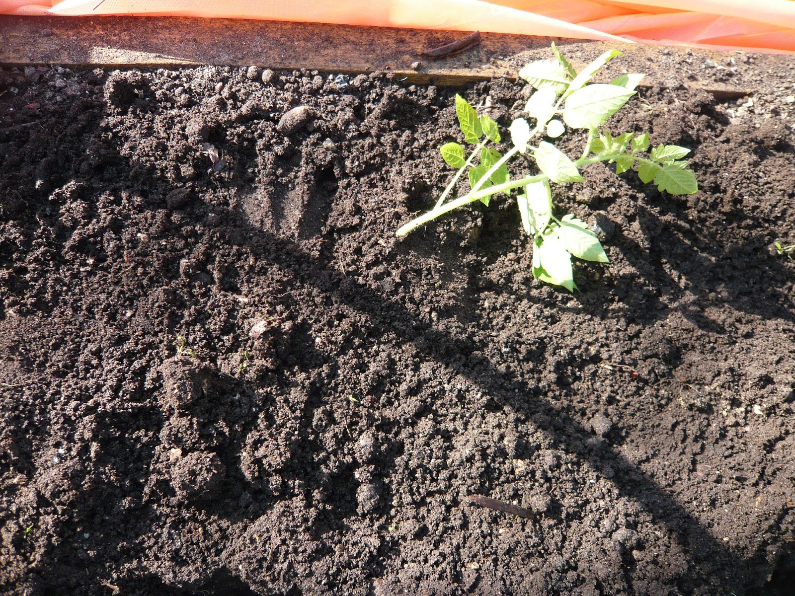 томаты в открытом грунте. посадка томатов под. высадка рассады в грунт. посадка помидор. всходы томатов в грунте.