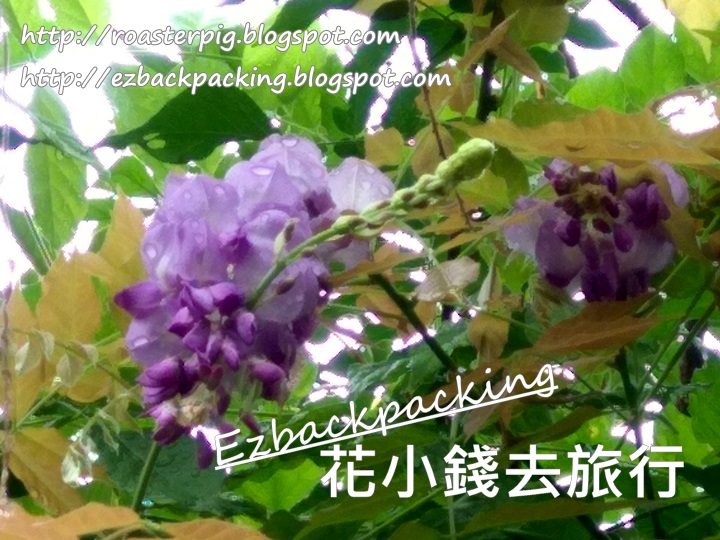 中環紫藤花