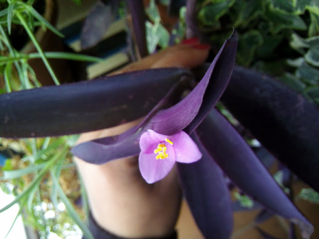 Amor de hombre (Tradescantia pallida (Rose) D.R.Hunt).