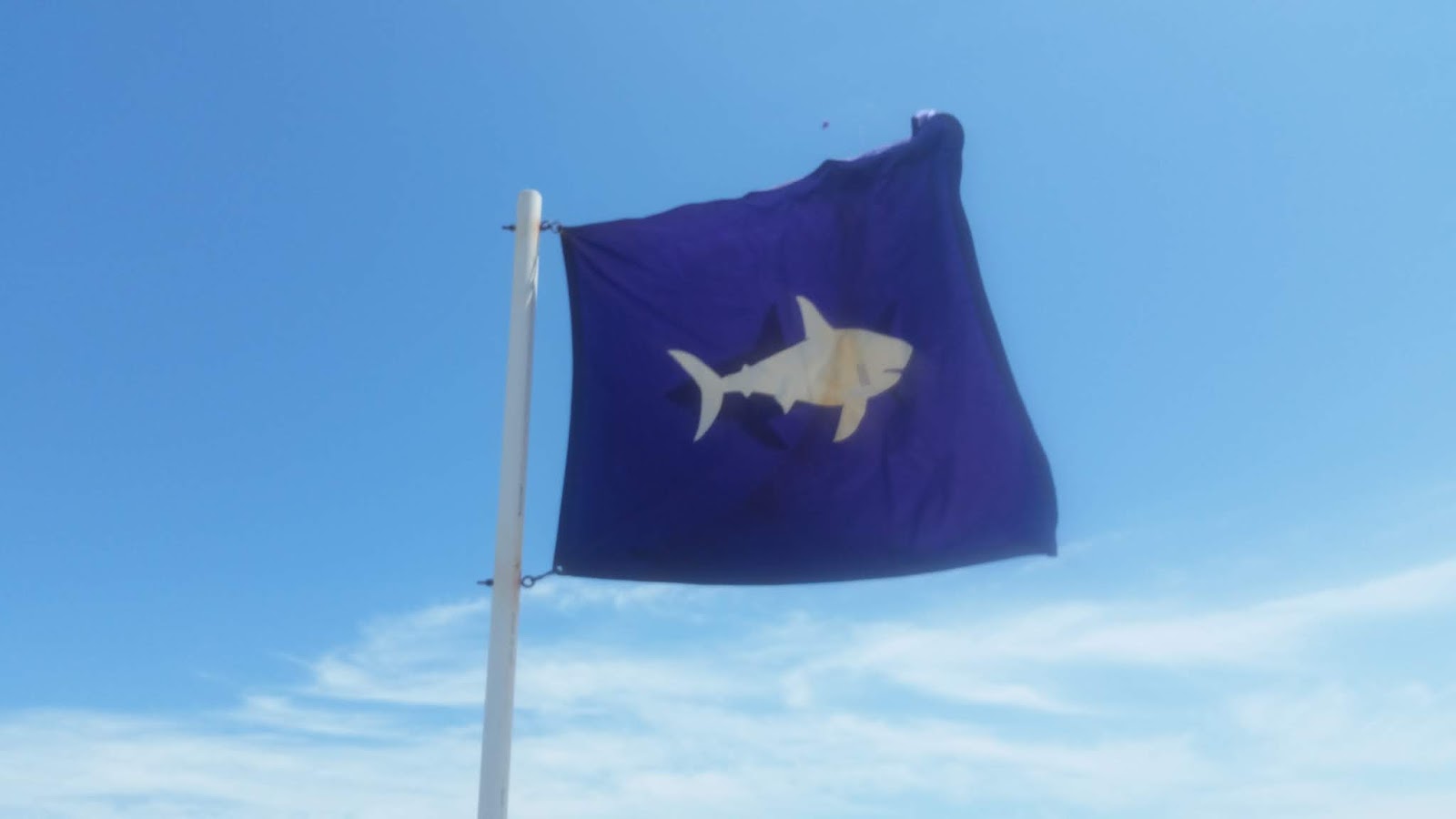 Cranberry County Great White Shark Spotted In Buzzards Bay