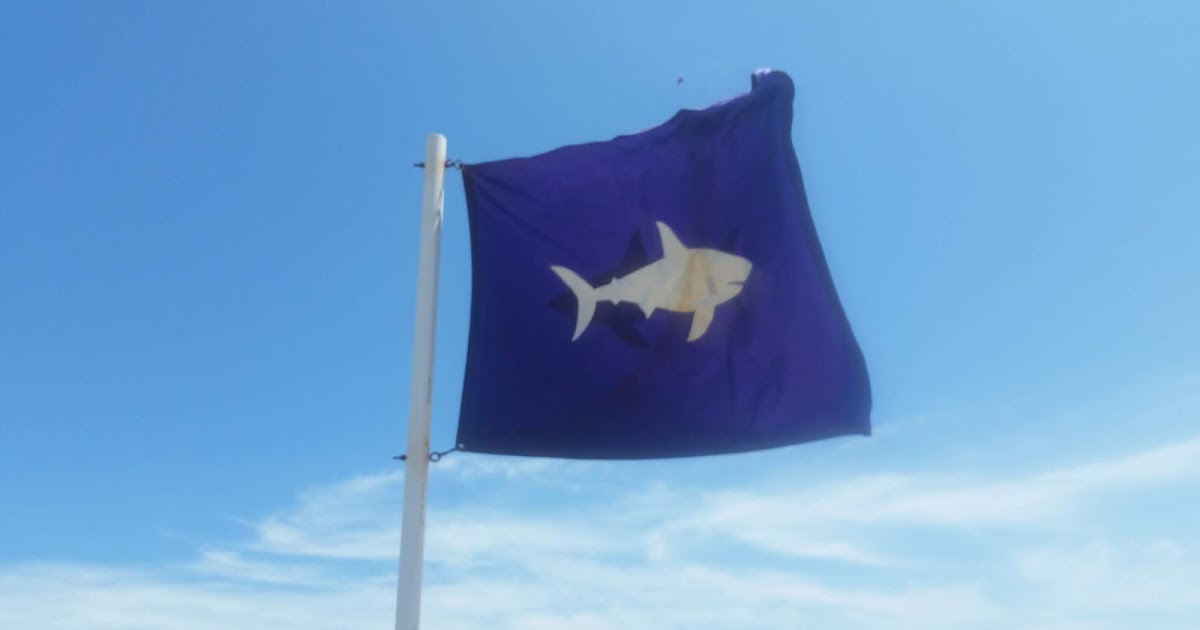Cranberry County Great White Shark Spotted In Buzzards Bay
