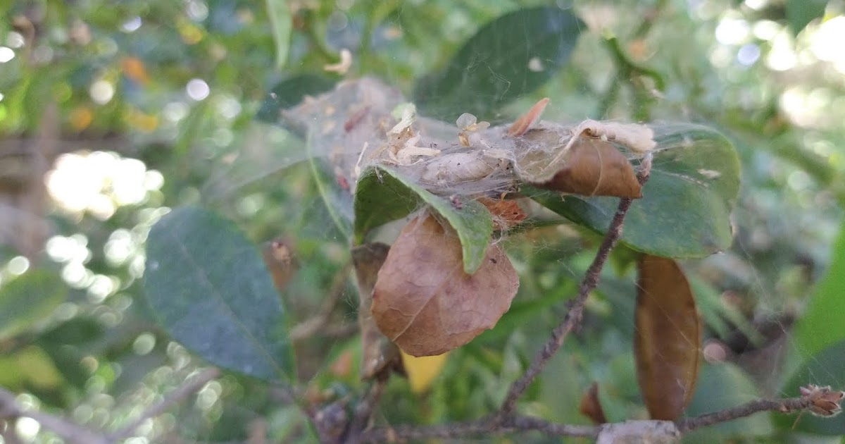When heat is on, spider mites attack