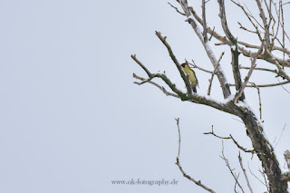 Wildlifefotografie Lippeaue Grünspecht