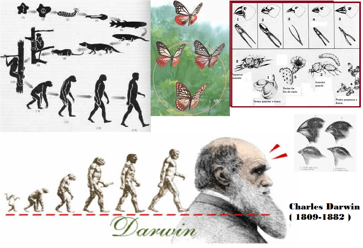 Evolucionismo De Darwin