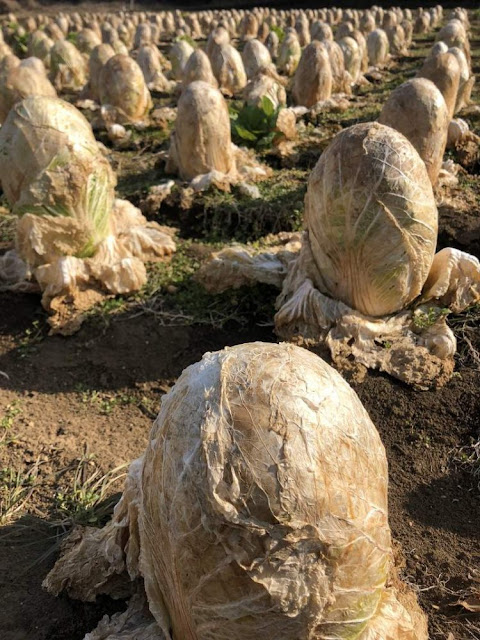 Bikin Merinding, Netizen Digegerkan Foto Telur Alien di Ladang Jepang, Ternyata Ini Fakta di Baliknya