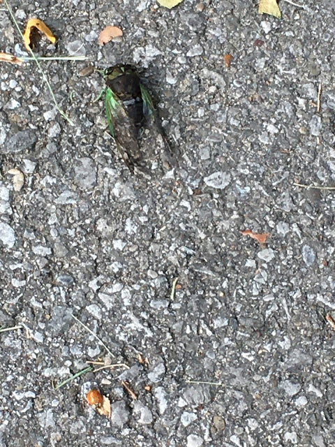 Cicada and ladybug