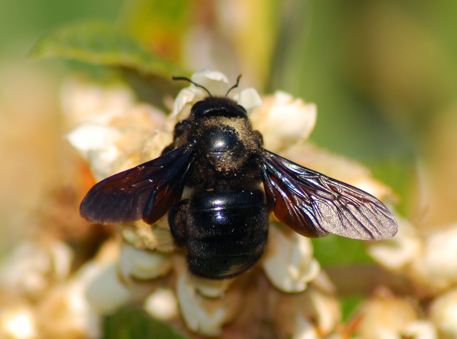 XYLOCOPA VIOLACEA