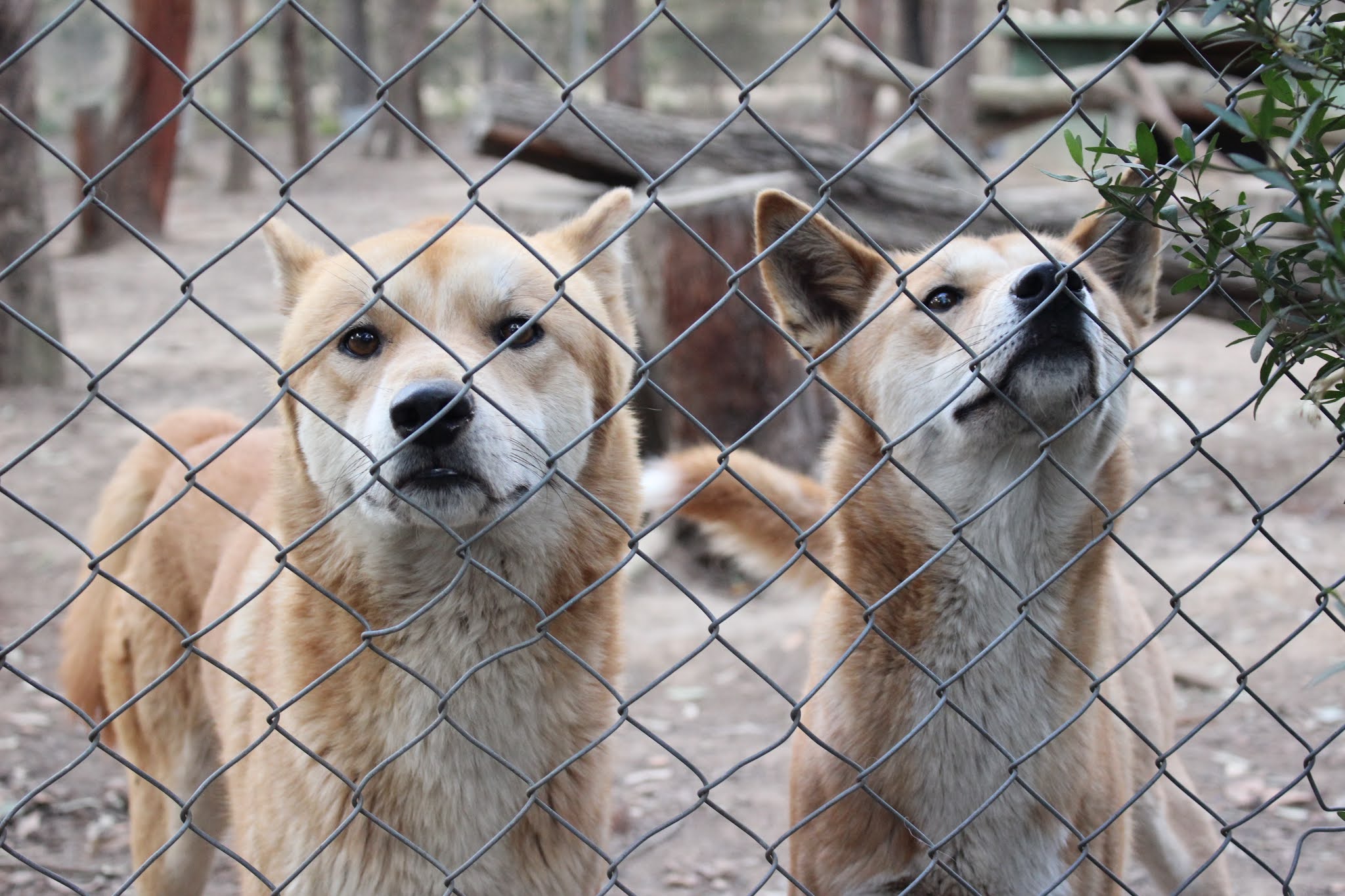 Canis lupus dingo Expansion of the Dingo Fence and its implications