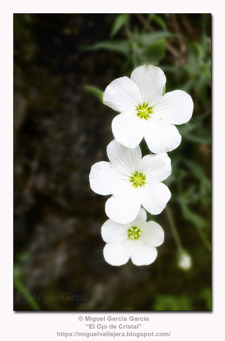 Flores silvestres de los caminos.