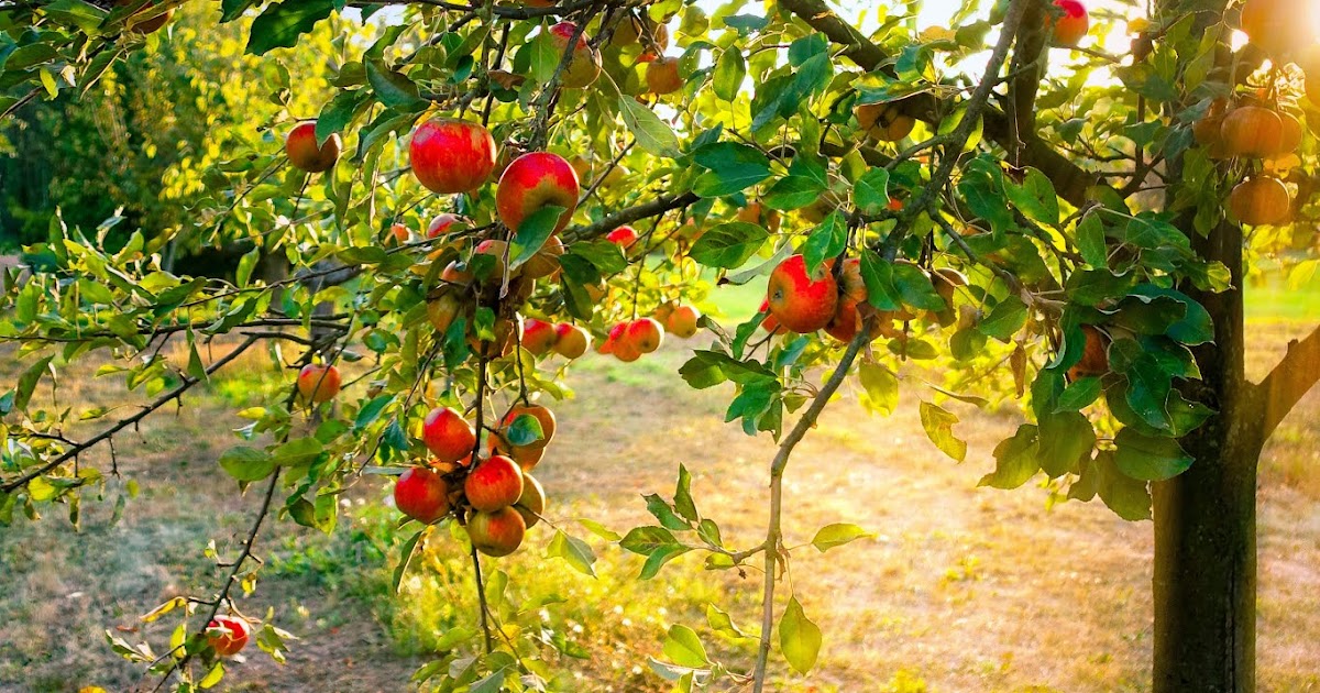 Заброшенный яблочный сад. Заброшенные сады яблок. Заброшенные сады яблок. Заброшенный яблочный сад. Заброшенные совхозные сады.