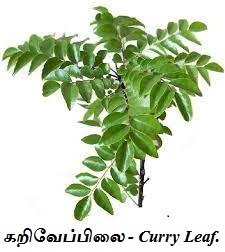 கறிவேப்பிலை - Karuveppilai - Curry Leaf.