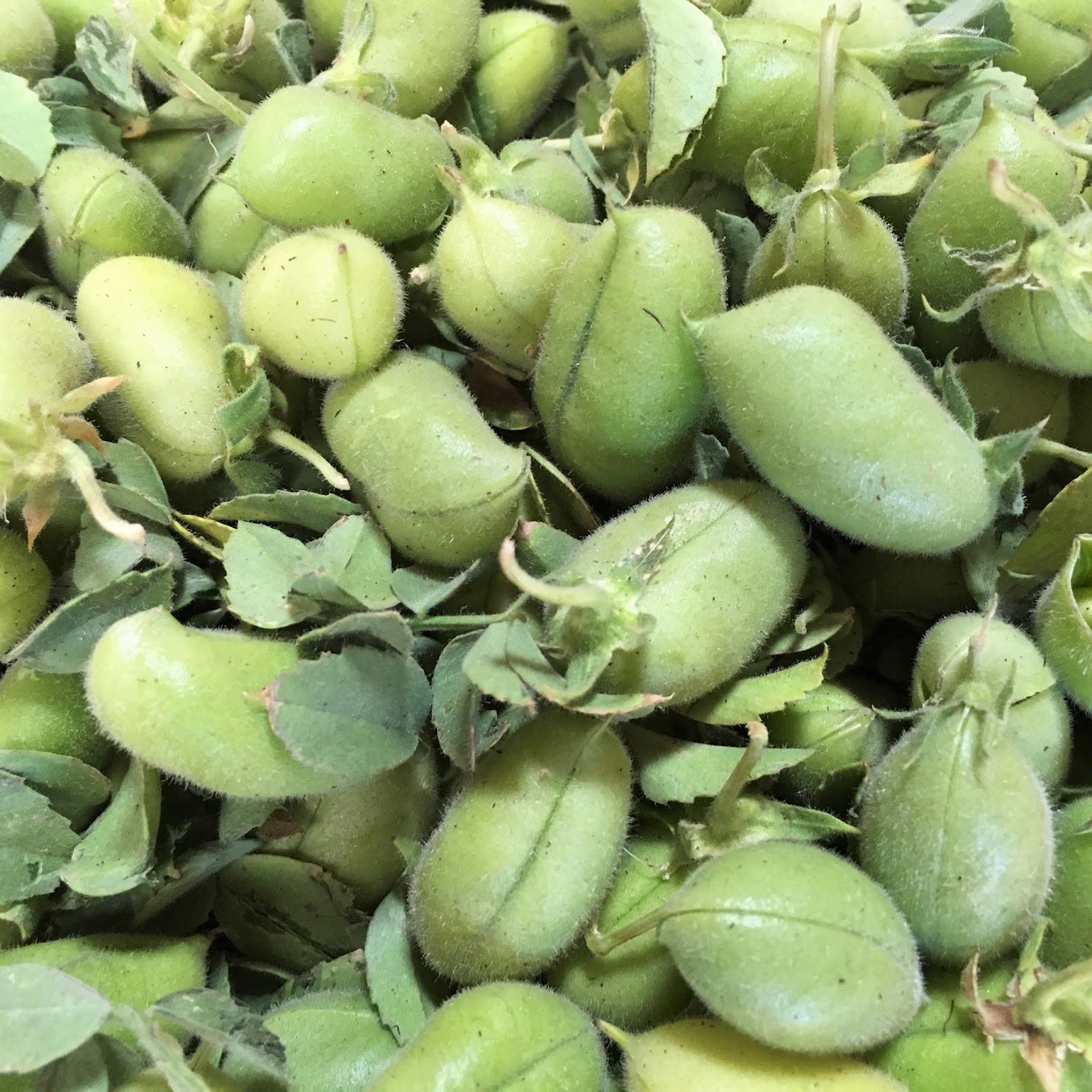 Fresh Garbanzo Bean Hummus mysavoryspoon