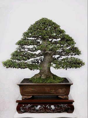 Bonsai Phusu Batu Celtis Sinensis