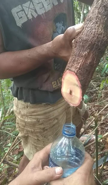 Jual Kayu Bajakah di Jakarta | WA: 081263154970 Jual Kayu Bajakah di >>> Kabupaten Administrasi Kepulauan Seribu (Pulau Pramuka), Kota Administrasi Jakarta Barat (Kembangan), Kota Administrasi Jakarta Pusat (Menteng), Kota Administrasi Jakarta Selatan (Kebayoran Baru), Kota Administrasi Jakarta Timur (Cakung), Kota Administrasi Jakarta Utara (Koja) Reseller Bajakah, Distributor Bajakah, Agen Bajakah, Jual Online Bajakah, Beli Online Bajakah, Beli Bajakah, Cara Mendapatkan Bajakah, Cara Membeli Bajakah, Penjual Bajakah, Grosir Bajakah, Mitra Bajakah, Alamat Bajakah, Harga Bajakah, Dropshipper Bajakah, Dropsip Bajakah, Agen Resmi Bajakah, Distributor Resmi Bajakah, Kisaran Harga Bajakah, Mitra Resmi Bajakah, Jual Obat Kanker Bajakah, Bajakah Obat Kanker, Obat Kanker Bajakah, Obat Herbal Bajakah di >>> Kabupaten Administrasi Kepulauan Seribu (Pulau Pramuka), Kota Administrasi Jakarta Barat (Kembangan), Kota Administrasi Jakarta Pusat (Menteng), Kota Administrasi Jakarta Selatan (Kebayoran Baru), Kota Administrasi Jakarta Timur (Cakung), Kota Administrasi Jakarta Utara (Koja) jual kayu bajakah, jual kayu bajakah kalimantan, jual kayu bajakah bukalapak, jual kayu bajakah obat kanker, jual kayu bajakah tampala, jual kayu bajakah di jakarta, jual kayu bajakah surabaya, jual kayu bajakah di pontianak, jual kayu bajakah shopee, jual kayu bajakah di medan, jual kayu bajakah asli, kayu bajakah, kayu bajakah dari kalimantan, kayu bajakah yang asli, kayu bajakah adalah, kayu bajakah asli, kayu bajakah untuk kista, kayu bajakah dan manfaatnya, kayu bajakah sumatera, kayu bajakah obat apa saja, kayu bajakah harga, kayu bajakah khasiatnya, khasiat kayu bajakah, khasiat kayu bajakah asli kalimantan, khasiat kayu bajakah kuning,  khasiat kayu bajakah selain kanker, khasiat kayu bajakah merah, khasiat kayu bajakah untuk kesehatan, khasiat kayu bajakah kalimantan, khasiat kayu bajakah kalalawit, khasiat kayu bajakah selain mengobati kanker, khasiat kayu bajakah untuk kista, khasiat kayu bajakah selain obat kanker, kayu bajakah untuk kanker, kayu bajakah kanker, kayu bajakah untuk obat kanker, jenis kayu bajakah untuk kanker,kayu bajakah untuk kanker apa saja, manfaat kayu bajakah untuk kanker, kayu bajakah untuk kanker hati, warna kayu bajakah untuk kanker, kayu bajakah untuk kanker usus, kayu bajakah untuk kanker payudara, kayu bajakah kalimantan, kayu bajakah dari kalimantan, manfaat kayu bajakah kalimantan, kayu bajakah kalimantan tengah, kegunaan kayu bajakah kalimantan, fungsi kayu bajakah kalimantan, kayu bajakah kalimantan timur,kayu baja di kalimantan, khasiat kayu bajakah kalimantan, kayu baja di kalimantan selatan, akar kayu bajakah kalimantan, kayu bajakah yang asli, kayu bajakah asli, kayu bajakah asli dan palsu, ciri kayu bajakah asli, ciri2 kayu bajakah asli, kayu bajakah asli kalimantan tengah, kayu bajakah asli seperti apa, kayu bajakah asli kalteng, perbedaan kayu bajakah asli dan palsu, kayu bajak asli, kayu bajakah yg asli, kayu bajakah asli kalimantan, harga kayu bajakah,  harga kayu bajakah perkilo, harga kayu bajakah yang asli, harga kayu bajakah asli, harga kayu bajakah kalimantan, harga kayu bajakah per kg di pontianak, harga kayu bajakah dari kalimantan, harga kayu bajakah obat kanker, harga kayu bajakah per ons, harga kayu bajakah shopee, harga kayu bajakah di jawa, harga kayu bajakah kalimantan tengah, harga kayu bajakah, kayu bajakah untuk diabetes, daun kayu bajakah, cara memasak kayu bajakah, manfaat akar kuning, bajakah wikipedia, manfaat kayu bakau untuk kesehatan, kayu pasak bumi, nama latin kayu bajakah, gambar kayu bajakah, bubuk bajakah, jual kayu bajakah,cara merebus kayu bajakah, bajakah wood, kayu bajakah asli dan palsu, cara mengolah kayu bajakah, kayu bajakah bukalapak, kayu bajakah in english, daun bajakah, kayu bajakah tokopedia, harga akar bajakah, akar bajakah asli dan palsu, bajakah lamei, kayu kalimantan obat kuat, akar bajakah asli, tanaman bajakah, pohon bajakah,