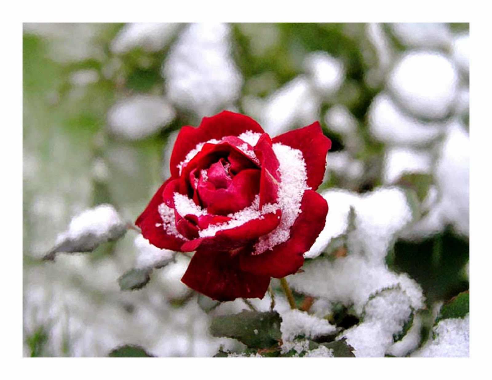 Розы снег красиво. Розы на снегу. Цветы в снегу. Красивые зимние цветы.