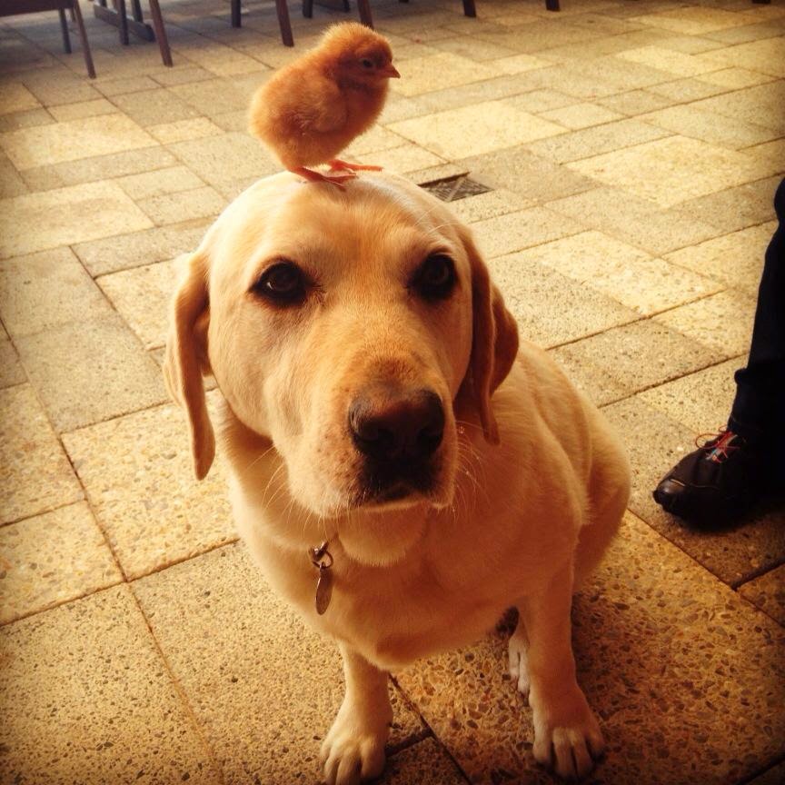 Funny animals of the week - 9 May 2014 (40 pics), cute animals, animal photos, chick stands on dog's head