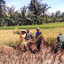 Babinsa Koramil 15 Karangpucung Terus Dampingi Panen Padi Petani di Wilayahnya