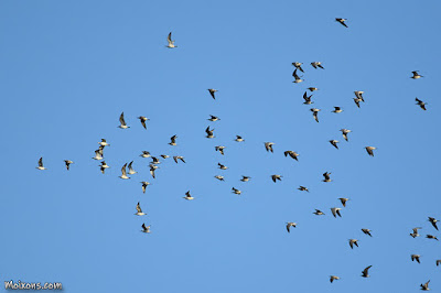 Gavià argentat (Larus michahellis)