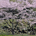 福岡藩 犬鳴御別館の桜