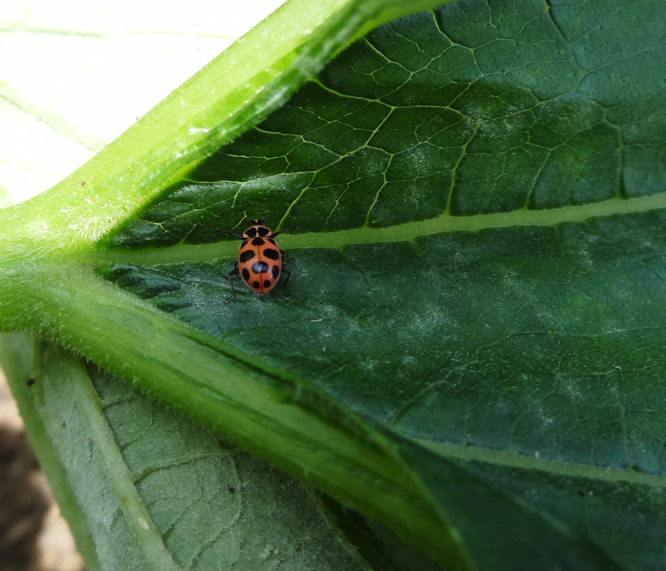 Live and LearnToss and Turn What's blooming this week?