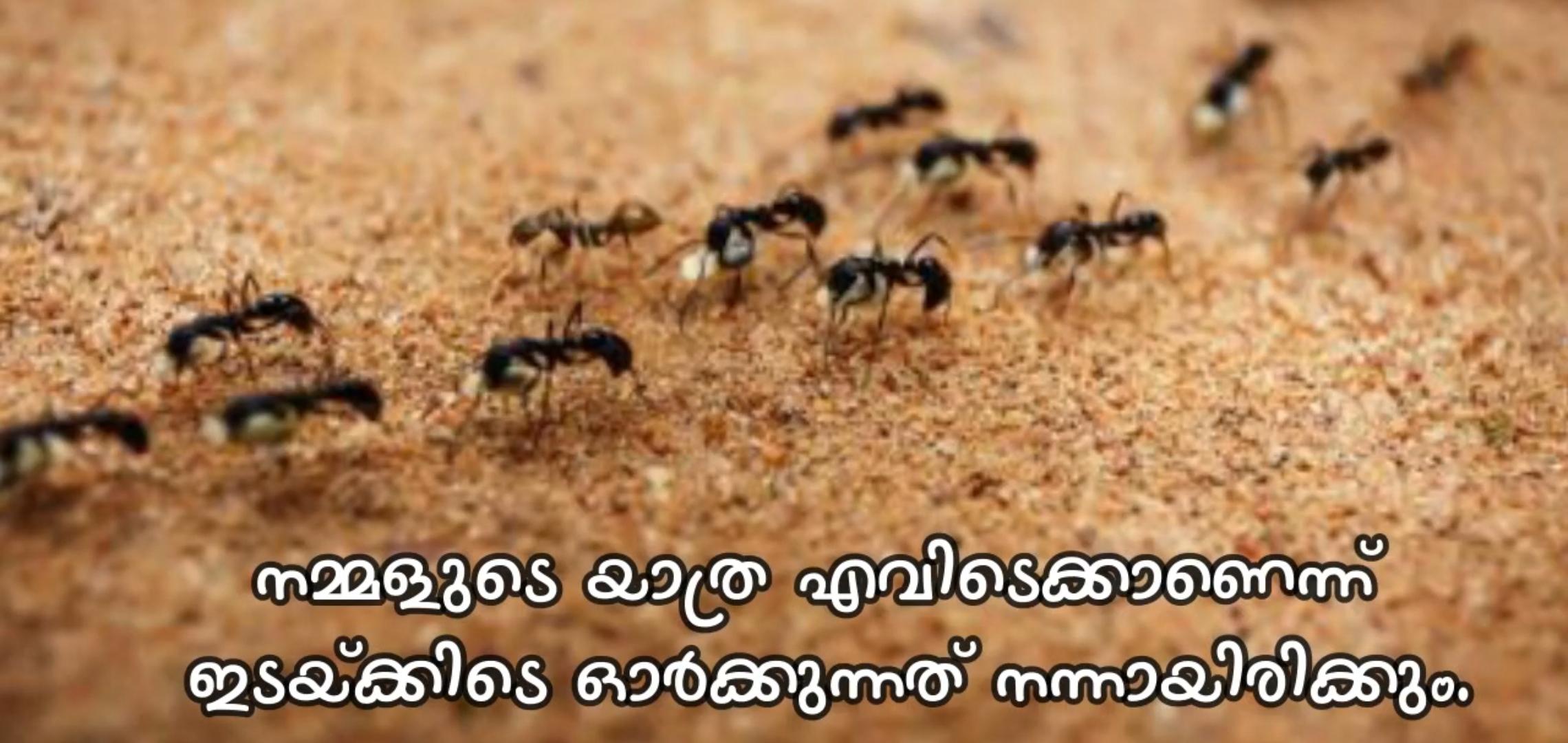 Муравей нашел зерно оно было тяжелое. Муравьиная тропинка. Красивый муравей. Муравейник в пустыне. Колония муравьев.