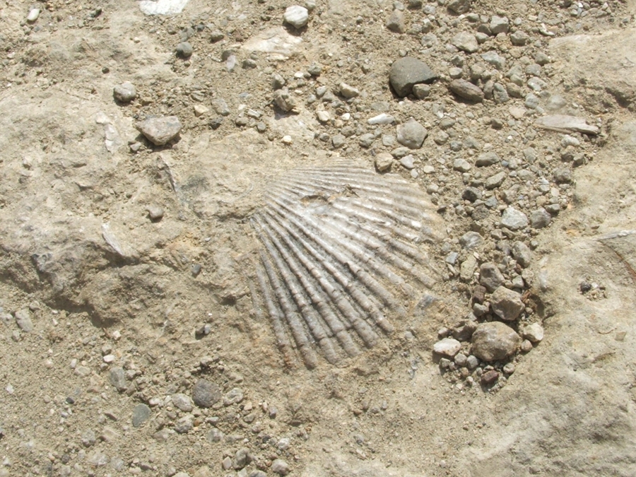 photographing New Zealand fossils, fossils, everywhere