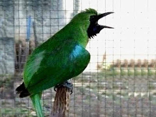 Cara Melatih Cucak Ijo Bakalan Cepat Berkicau Purwomp Com