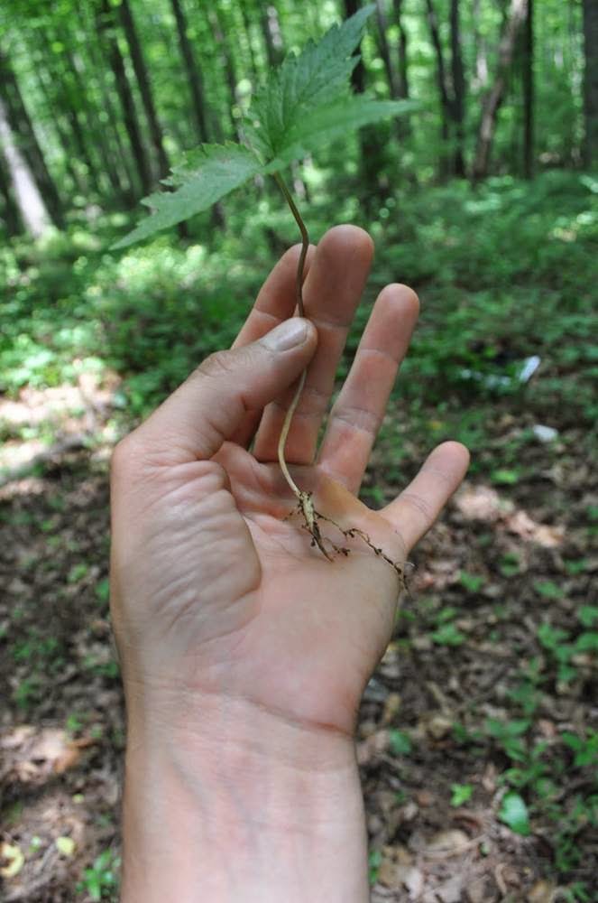 Our Tiny Farm NC in Western NC What happens when a ginseng seed