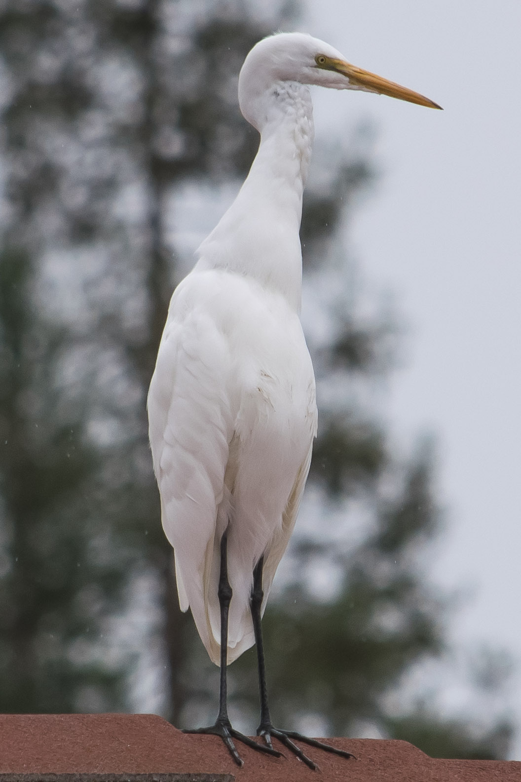 Great Egret Audubon Field Guide >> Great Egret Rocklin Wildlife Great Egret Audubon Field Guide >> Great Egret Rocklin Wildlife