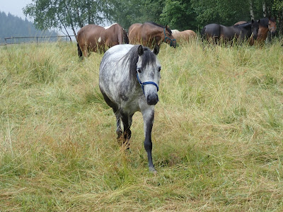 konie na pastwiskach, grzyby 2019, grzyby w sierpniu, grzyby w okolicach Krakowa